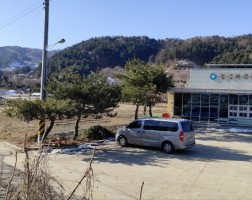 보건소 소나무 전정