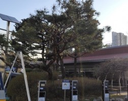 양평읍 내  소나무 전정