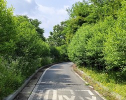 주차장내   수목 전정